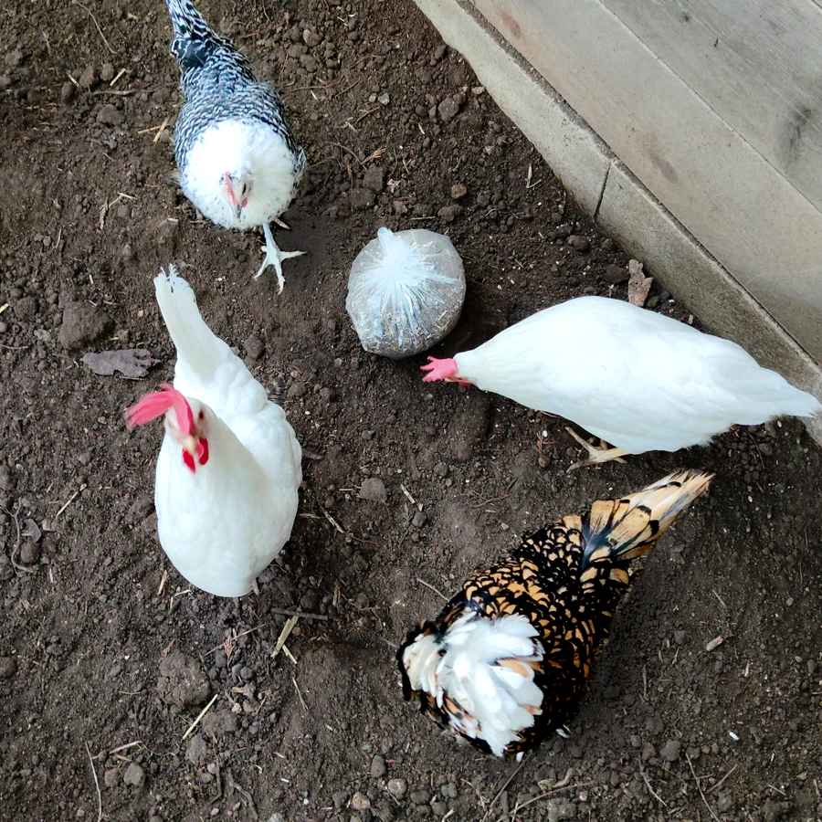 Camille, Blanche, Célestine et violette, des poules franchement sympas